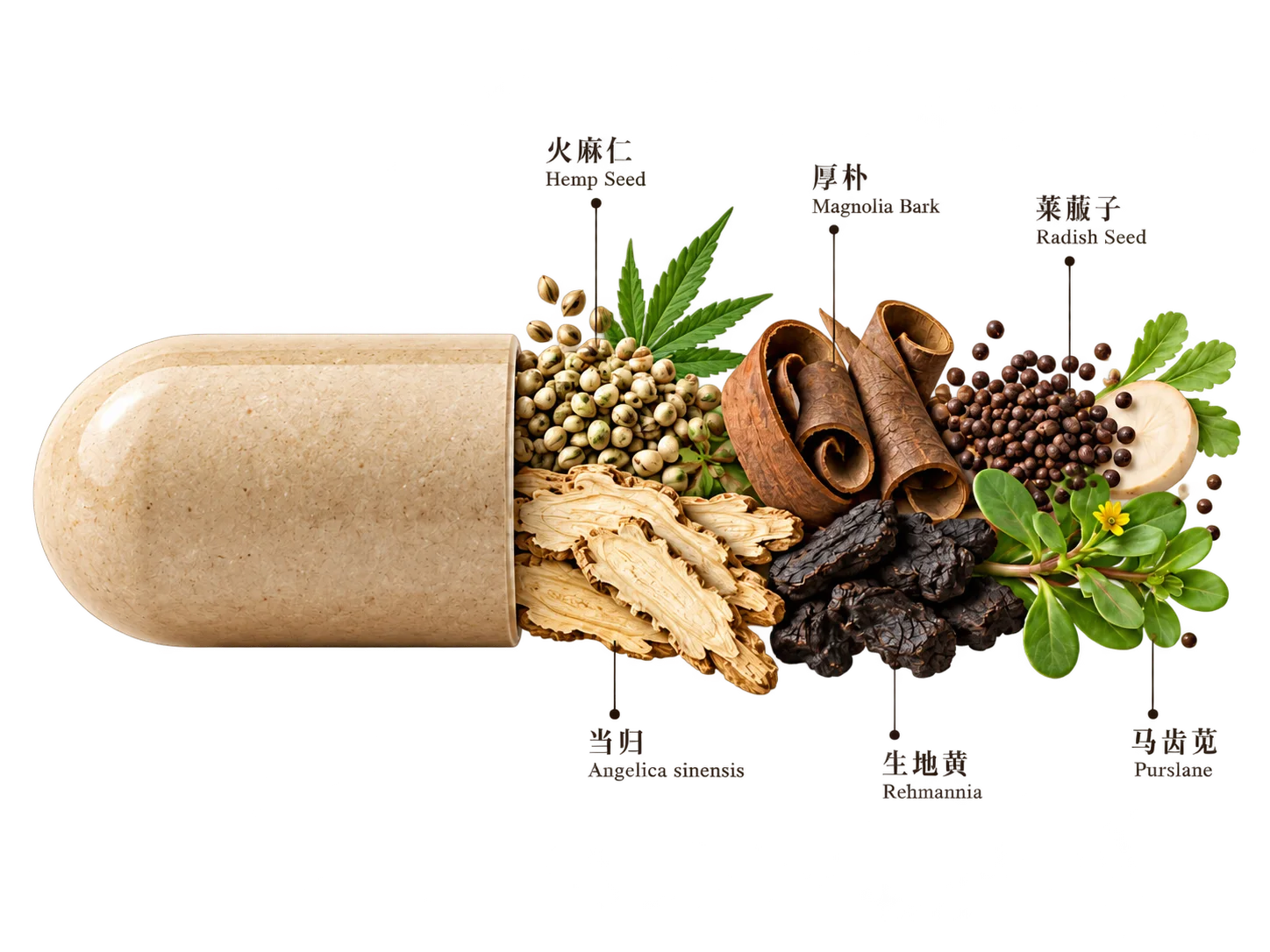 HerbalFlow 胶囊与六味草本:火麻仁、当归、厚朴、生地黄、莱菔子、马齿苋